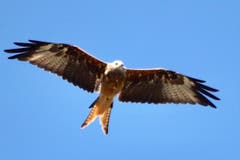 Ein Mäusebussard erkundet unser Grundstück. Ob er wohl fündig wird? (Bild: Xaver Husmann (Rain, 16. August 2018))