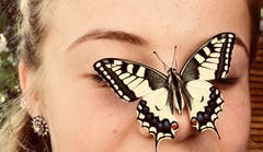 Frisch geschlüpft: Schwalbenschwanz-Schmetterling! (Bild: Gabriela Helfenstein (Hellbühl, 14. August 2018))