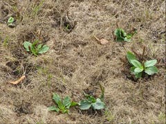Bei grosser Trockenheit sind tiefe Wurzeln von Vorteil. (Bild: Josef Lustenberger (Wolhusen, 15. August 2018))