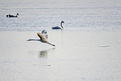 Silberreiher am Bodensee (Bild Toni Sieber)