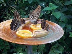 Blumenpfau auf der Insel Mainau. (Bild: Heinrich Inderbitzin (Mainau, 16. August 2018))