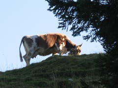 Guten Morgen erster Sonnenstrahl! Eine Kuh geniesst die Morgensonne auf der Schwägalp. (Bild: Hansjürg Oesch)
