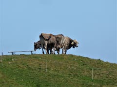 Schöner Tag auf der Musenalp. (Bild: Hans Steiner (14. August 2018))