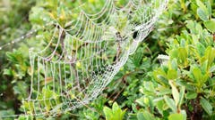 Spinnennetz im Morgentau. (Helene Gosswiler (15. August 2018))