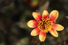 Dahlien sind etwas anspruchsvoller in der Pflege als andere Sommerblumen. Zur Entschädigung für all die Mühe blühen sie dann aber auch besonders schön, üppig und ausdauernd. (Bild: Xaver Husmann (Rain, 18. August 2018))