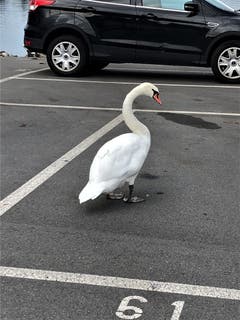 Da stellt man sich die Frage, wie dieser freche Schwan seine Parkgebühr für den Platz 61 bezahlen wird! (Bild: Margrith Imhof-Röthlin (18. August 2018))