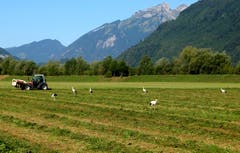 Wo gemäht wird, da sind auch bald die Störche zur Stelle. (Bild: Sepp Bernasconi (Buochs, 18. August 2018))