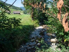 Die Thurzuflüsse, wie hier in Unterwasser, trocknen langsam aus. Die Vegetation schaltet bereits frühzeitig in den Herbstmodus. (Bild: Sascha Erni)