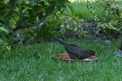 Eine Amsel geniesst bei der aktuellen Hitze das offerierte Bad. (Bild: Max Schenkel)