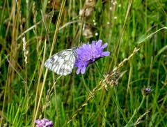 Schachbrett-Schmetterling beim Nektar saugen auf dem Hohen Hirschberg. (Bild: Doris Sieber)