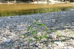 In der Untermüli in Bütschwil hätte das Wasser noch viel Platz im Flussbett, es könnte sogar diese Pflanzen überspülen. (Bild: Sabine Schmid)