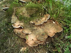 Frei nach Peach Weber: «Überall hets Pilzli dra!» (Bild: Margrith Röthlin-Imhof (Eigenthal, 29. Juli 2018))