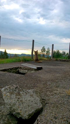 Der schlaue Fuchs geniesst den Sonnenuntergang auf der Knechtsegg bei Hundwil. (Bild: Thomas Buff)