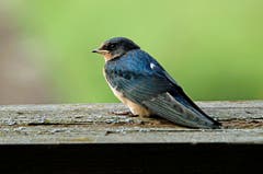 Junge Rauchschwalbe. (Bild: Marianne Schmid (Eich, 19. August 2018))