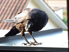 Auf Vorrat futtern kann immer nützlich sein! (Bild: Anneliese Nagy (Luzern, 19. August 2018))