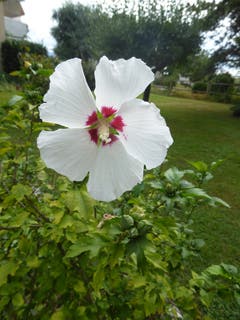 Hibiskus im Hausgarten. (Bild: Hans Scheidegger (Rothenburg, 10. August 2018))