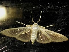Schmetterling von unten. (Bild: Benedikt Born (Bern, 19. August 2018))