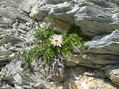 Die immer seltener werdende Silberdistel war Pflanze des Jahres 1997 und ist geschützt. Hier in prächtiger Umgebung! (Bild: Josef Lustenberger (Adelboden, 17. August 2018))