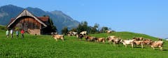 Wandergruppe in Buochs – beobachtet von einer Kuhherde und umrahmt vom Stanserhorn. (Bild: Sepp Bernasconi (20. August 2018))