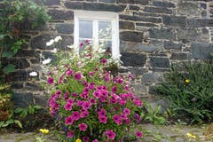 Blumenpracht an einem Haus Schottland. (Bild: Josef Habermacher (Broomhill, 21. August 2018))