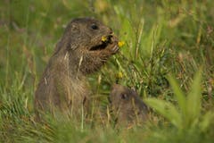Murmeltiere in Greina (Bild: Hans Aeschlimann)