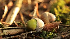 Eicheln am Waldboden (Bild: Irene Wanner)