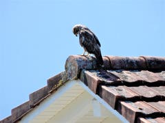 Wer nichts wagt, der nichts gewinnt und auch keine Mäuse findet! (Bild: Margrith Röthlin-Imhof (Meggen, 22. August 2018))