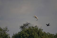 Ein Silberreiher und Komoran im An- & Abflug. (Bild: Toni Sieber)