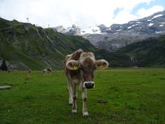 Kuh auf der Weide. (Bild: Josef Müller (Trübsee, 22. August 2018))