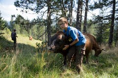 Ach der 12-jährige Sohn Flix packt mit an. Bild: Corinne Glanzmann (Flühli, 08. August 2018)