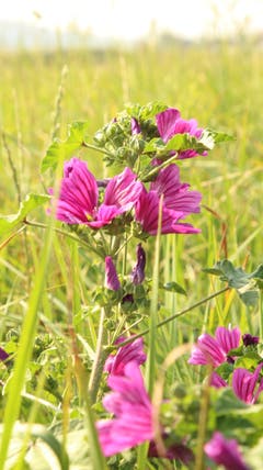 Farbtupfer im Moos. (Bild: Rene Wanner (Wauwiler Moos, 21. August 2018))
