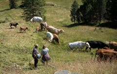 Die Kühe haben schnell gemerkt, dass sich ihnen ein neuer Teil der Weide erschlossen hat. Bild: Corinne Glanzmann (Flühli, 08. August 2018)