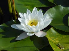 Seerose im Vogelmoos. (Bild: Hans Scheidegger, Römerswil, 23. August 2018))