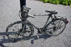 Fang des Tages. Ausgefischt im Hafen von Kreuzlingen. (Bild: Laura Bley)