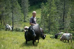 Fränz bei seinen Dexter-Rindern. Die kleine Rasse soll die Moorschutzflächen schonen. Bild: Corinne Glanzmann (Flühli, 08. August 2018)