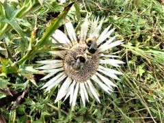 Die Silberdistel hat Besuch von zwei Hummeln, auf dem Stanserhorn. (Bild: Hans Steiner)