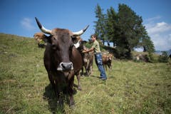 Die meisten Kühe der Achermanns tragen Hörner. Bild: Corinne Glanzmann (Flühli, 08. August 2018)