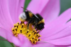 Hummel gehören zur Gattung der Wildbienen. Sie tragen auch im Hochsommer einen Pelz und fliegen 18 Stunden am Tag. (Bild: Xaver Husmann, 25. August 2018)