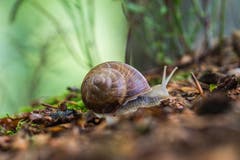 Eine Weinbergschnecke im Sitterwald. (Bild: Franziska Hörler)