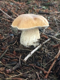 Ein herrlicher Steinpilz mitten im Wald. (Bild: Marianne Ouwerkerk)