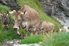 Aufstieg durch die steile Balmwand auf die Untere Balm... (Bild: Franz Imholz, 25. Augst 2018)