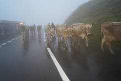 Nebliges und nasskaltes Wetter begleitete die «Bodäfahrt». (Bild: Franz Imholz, 25. August 2018)