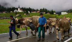 Rund 1000 Kühe machten sich am Samstag auf den Weg. (Bild: Franz Imholz, 25. August 2018)