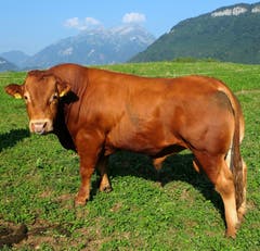 Kraftstrotzender Muni in Buochs - vor Pilatus und Bürgenberg. (Bild: Sepp Bernasconi, 22. August 2018)