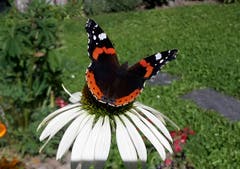 Wenn Schmetterling auf Sonnenhut trifft. Fantastisch! (Bild: Gabriela Russi-Schweitzer, 26. August 2018)