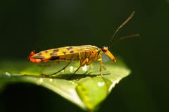 Eine gemeine Skorpionsfliege - erkennbar am skorpionähnlichen Schwanz. (Bild: Petra Jung, Hämikon, 26. August 2018)