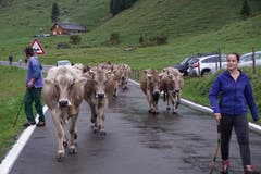 Den meisten Kühen wurde eine Fahrtreichel oder Glocke umgehängt. (Bild: Franz Imholz, 25. August 2018)