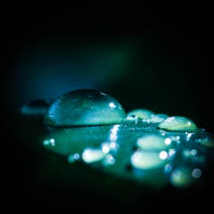 Wassertropfen nach dem gestrigen Regen. (Bild: Petra Jung, Hämikon, 26. August 2018)