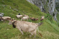 ...eine anspruchsvolle Aufgabe für die Kühe. (Bild: Franz Imholz, 25. August 2018)