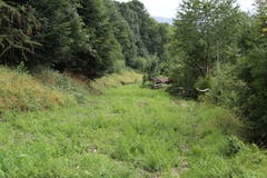 Auf Höhe des Familiengartens Ruckhalde ist die alte Trassee bereits grün. Die Stadt will auf der Route einen einfachen Fuss- und Veloweg anlegen. Der politische Entscheidungsprozess dafür soll bis Frühling 2019 in Gang gesetzt werden. (Bild: Reto Voneschen)